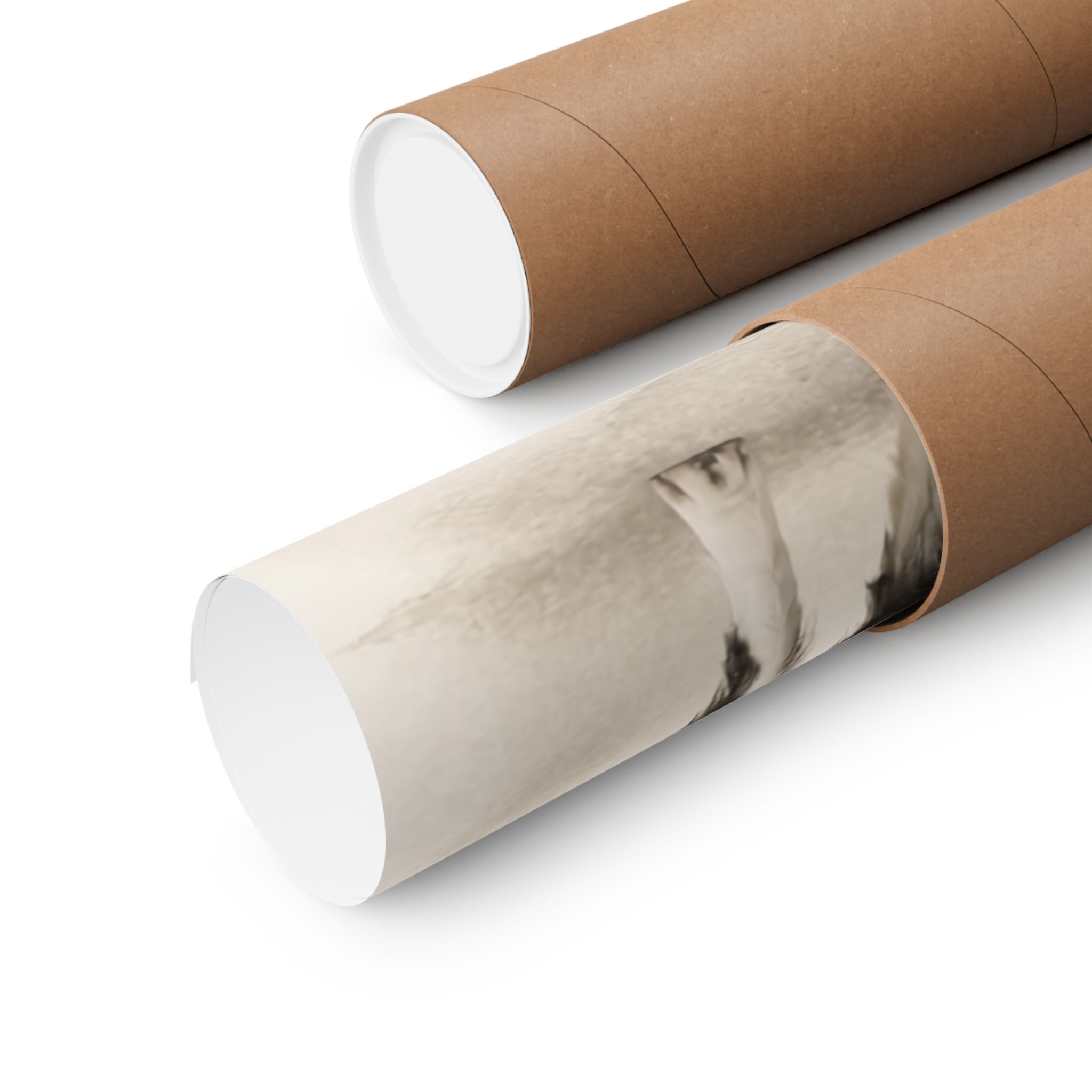 Border Collie Print · Dog Breed Wall Art · Border Collie Gift · Matte Poster